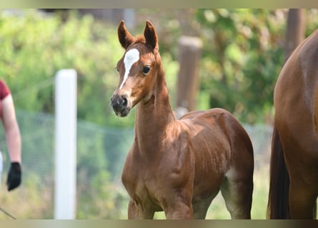 Caballo de deporte alemán, Yegua, , Alazán-tostado