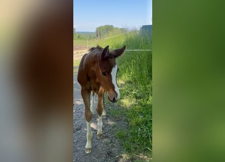 Caballo de deporte alemán, Yegua, Potro (05/2026), Alazán-tostado