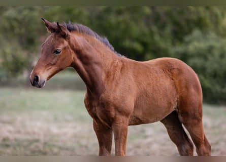Caballo de deporte alemán, Yegua, Potro (05/2025)