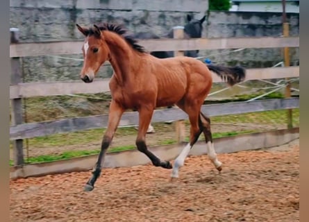 Caballo de deporte alemán, Yegua, Potro (06/2024), Castaño