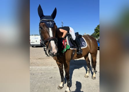 Caballo de deporte belga, Caballo castrado, 11 años, 165 cm, Castaño