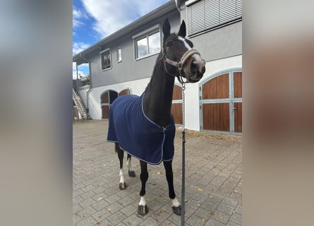 Caballo de deporte belga, Caballo castrado, 11 años, 168 cm, Castaño