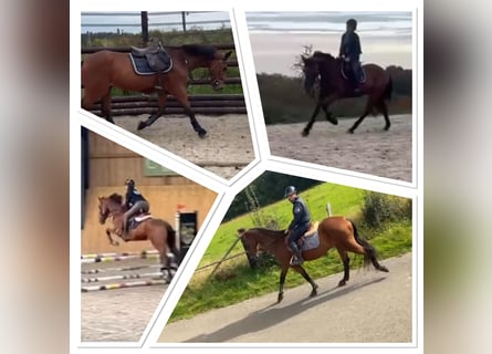 Caballo de deporte belga, Caballo castrado, 17 años, 168 cm, Castaño oscuro