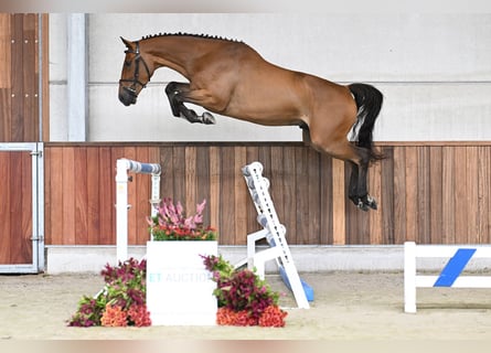 Caballo de deporte belga, Caballo castrado, 3 años, 160 cm, Castaño