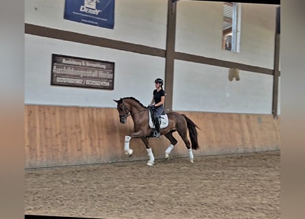 Caballo de deporte belga, Caballo castrado, 3 años, 169 cm, Alazán-tostado
