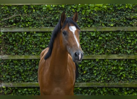 Caballo de deporte belga, Caballo castrado, 4 años, 162 cm, Castaño