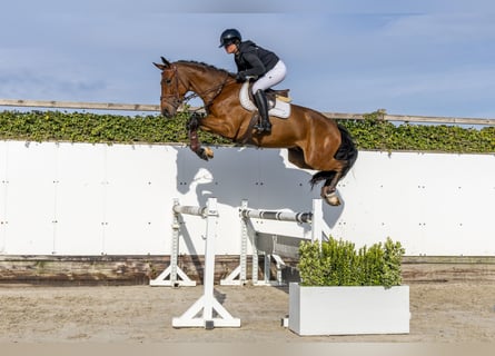 Caballo de deporte belga, Caballo castrado, 4 años, 167 cm, Castaño