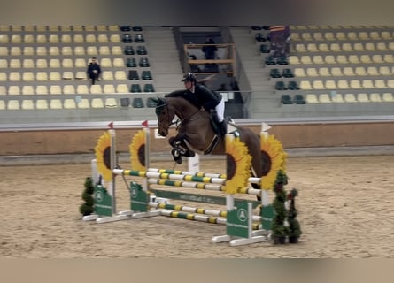 Caballo de deporte belga, Caballo castrado, 5 años, 170 cm, Castaño