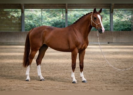 Caballo de deporte belga, Caballo castrado, 5 años, 178 cm, Alazán