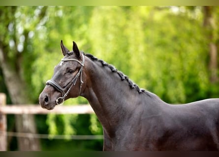 Caballo de deporte belga, Caballo castrado, 5 años, 178 cm, Morcillo