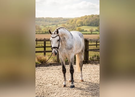 Caballo de deporte belga, Caballo castrado, 6 años, 172 cm, Tordo