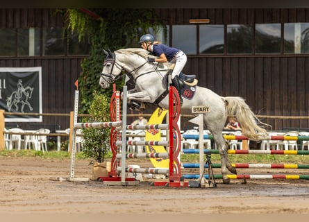 Caballo de deporte belga, Caballo castrado, 7 años, 168 cm, Tordo