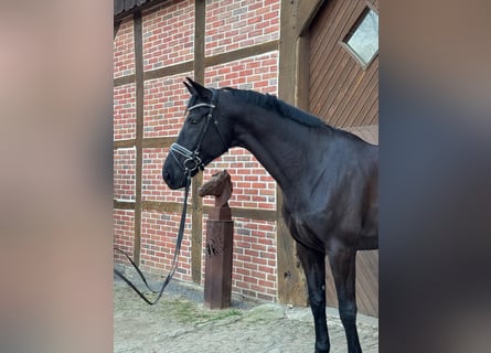 Caballo de deporte belga, Caballo castrado, 7 años, 176 cm, Negro