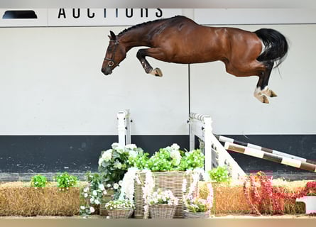 Caballo de deporte belga, Semental, 4 años, 165 cm, Castaño