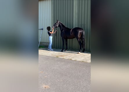 Caballo de deporte belga, Semental, 4 años, 166 cm, Negro