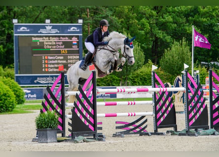 Caballo de deporte belga, Semental, 9 años, 163 cm, Tordo