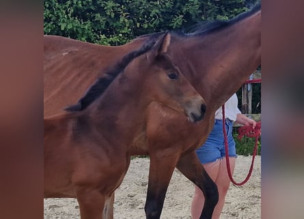 Caballo de deporte belga, Semental, , Castaño