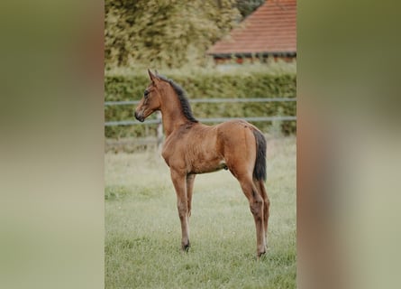 Caballo de deporte belga, Semental, Potro (07/2024), Castaño claro