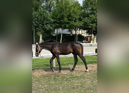 Caballo de deporte belga, Semental, Potro (03/2025), Castaño oscuro