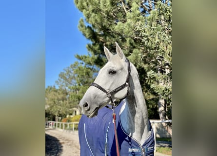 Caballo de deporte belga, Yegua, 10 años, 165 cm, Tordo picazo