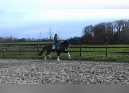 Caballo de deporte belga, Yegua, 10 años, 166 cm, Castaño