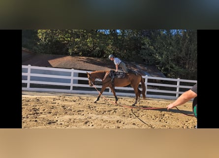 Caballo de deporte belga, Yegua, 13 años, 173 cm, Alazán