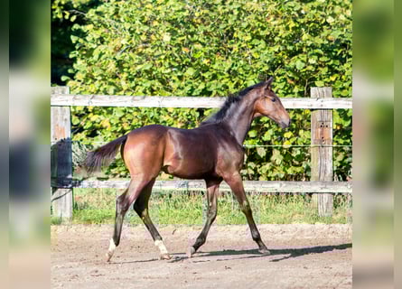 Caballo de deporte belga, Yegua, 1 año, 172 cm, Castaño oscuro