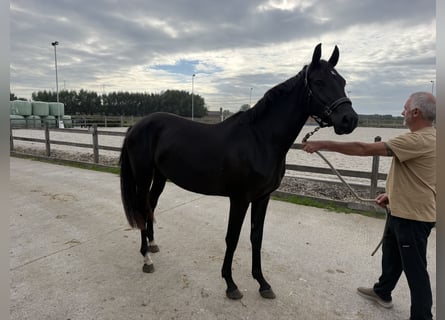 Caballo de deporte belga, Yegua, 2 años, Negro