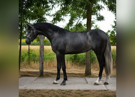 Caballo de deporte belga, Yegua, 3 años, 169 cm, Tordo