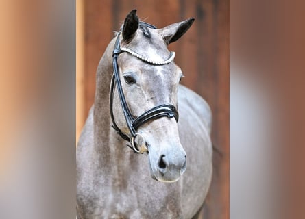 Caballo de deporte belga, Yegua, 4 años, 162 cm, Tordo rodado