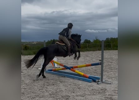 Caballo de deporte belga, Yegua, 5 años, 144 cm, Negro