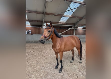 Caballo de deporte belga, Yegua, 5 años, 150 cm, Castaño claro