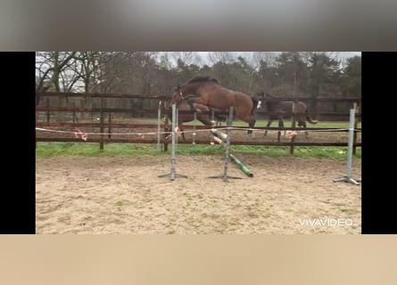 Caballo de deporte belga, Yegua, 5 años, 157 cm, Castaño