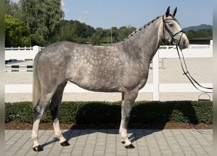 Caballo de deporte belga, Yegua, 5 años, 165 cm, Tordo rodado