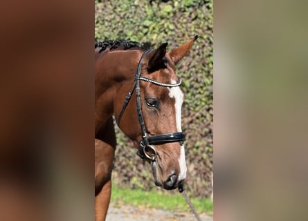 Caballo de deporte belga, Yegua, 5 años, 168 cm, Castaño