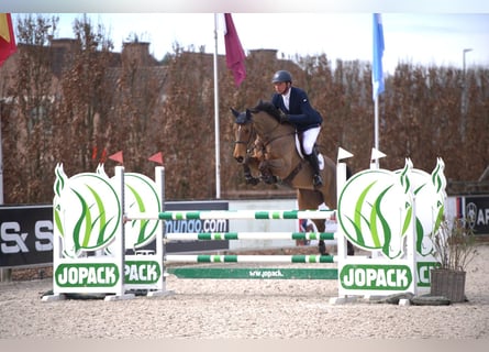 Caballo de deporte belga, Yegua, 6 años, 168 cm