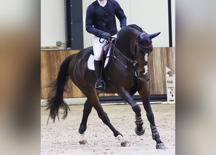 Caballo de deporte belga, Yegua, 6 años, 169 cm, Castaño oscuro