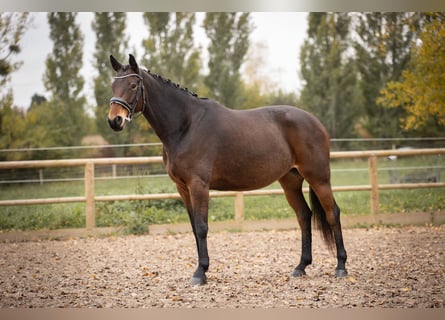 Caballo de deporte belga, Yegua, 7 años, 161 cm, Castaño oscuro