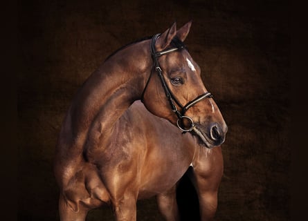 Caballo de deporte belga, Yegua, 7 años, 167 cm, Castaño