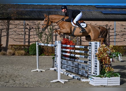 Caballo de deporte belga, Yegua, 7 años, 172 cm, Alazán