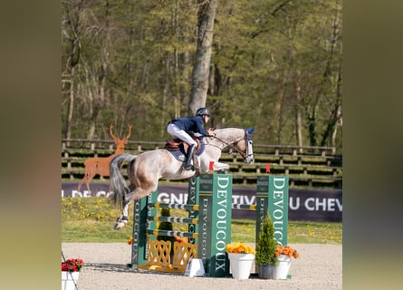Caballo de deporte belga, Yegua, 7 años, Tordo