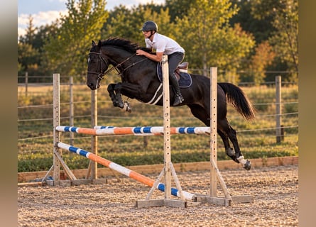 Caballo de deporte belga, Yegua, 8 años, 169 cm, Negro