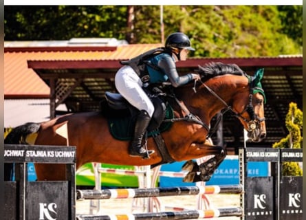 Caballo de deporte belga, Yegua, 9 años, 166 cm, Castaño