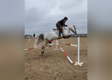 Caballo de deporte español, Caballo castrado, 10 años, 160 cm, Tordo rodado