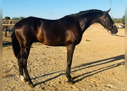 Caballo de deporte español, Caballo castrado, 10 años, 165 cm, Negro