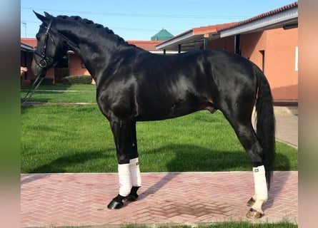 Caballo de deporte español, Caballo castrado, 10 años, 165 cm, Negro