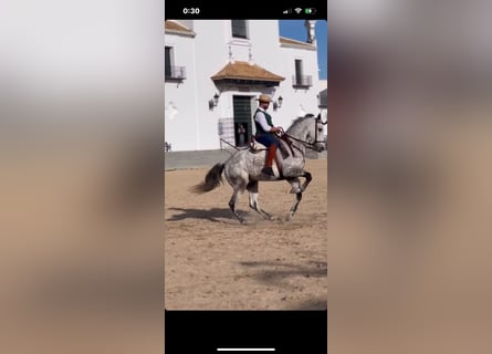 Caballo de deporte español, Caballo castrado, 10 años, 168 cm, Tordo rodado