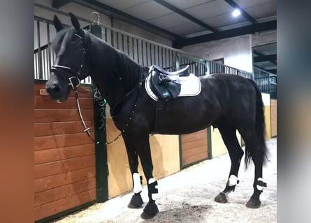 Caballo de deporte español Mestizo, Caballo castrado, 10 años, 170 cm, Negro