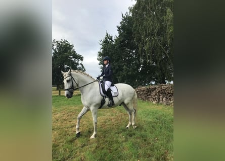 Caballo de deporte español, Caballo castrado, 10 años, 64 cm, Tordo rodado