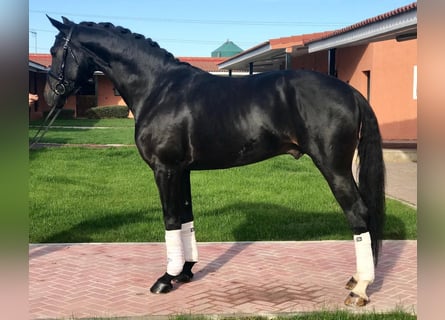 Caballo de deporte español, Caballo castrado, 11 años, 165 cm, Negro